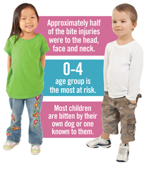 Approximately half of the bite injuries were to the head, face and neck. 0-4 age group is the most at risk. Most children are bitten by their own dog or one known to them.